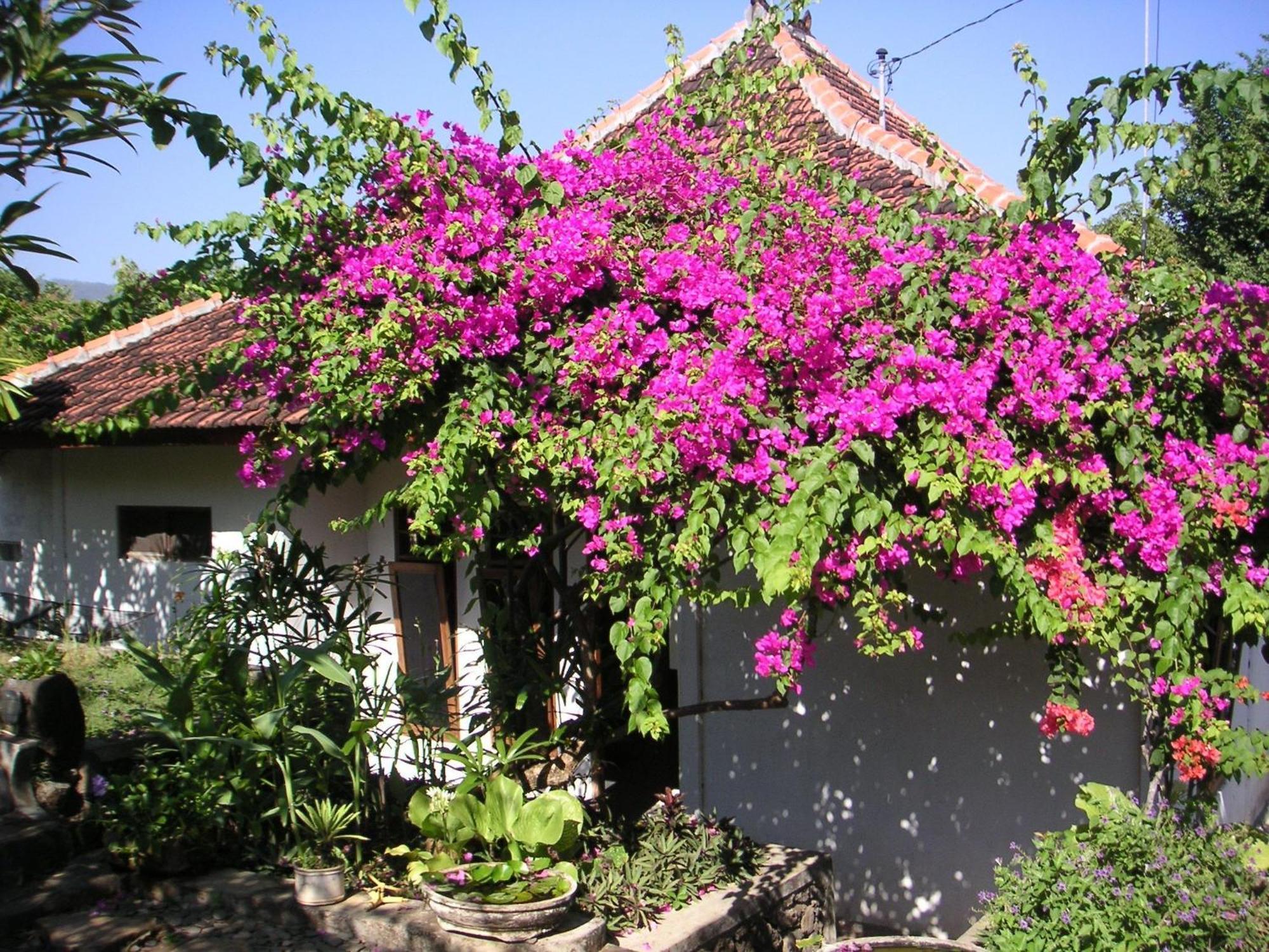Sananda Bungalow Lovina Buitenkant foto